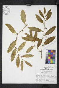 Smilax laurifolia image