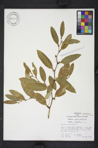 Smilax laurifolia image