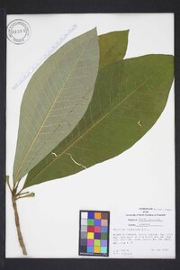 Magnolia tripetala image