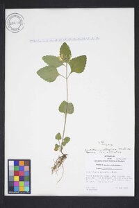 Scutellaria elliptica image