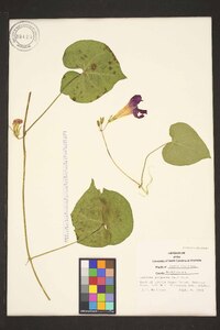 Ipomoea purpurea image