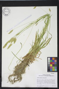 Anthoxanthum odoratum image