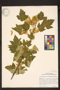 Acer glabrum image