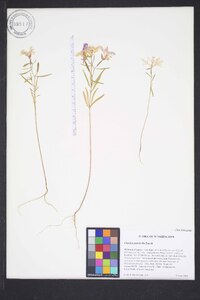 Clarkia pulchella image