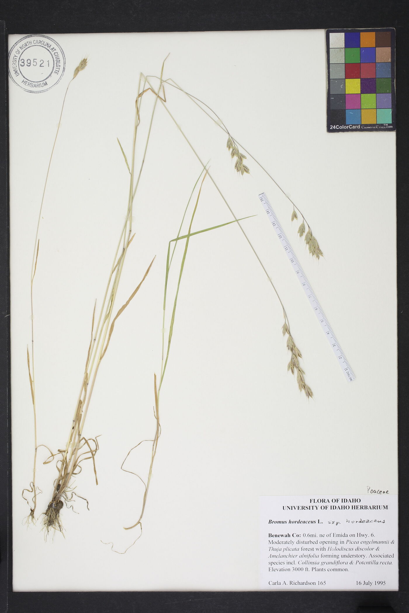 Bromus hordeaceus subsp. hordeaceus image