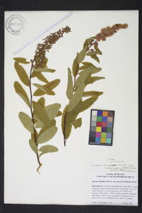 Spiraea douglasii image