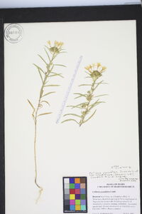 Collinsia parviflora var. grandiflora image