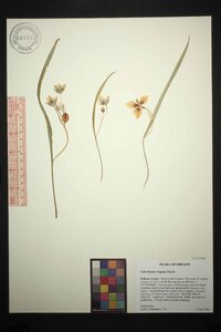 Calochortus elegans image