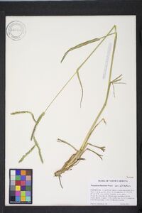 Paspalum dilatatum image