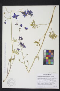 Delphinium nuttallianum image