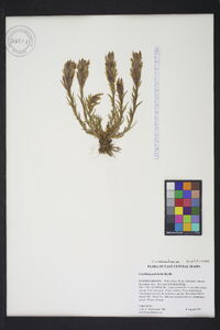 Castilleja pulchella image