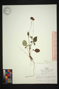 Coreopsis auriculata image