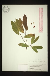 Ilex amelanchier image