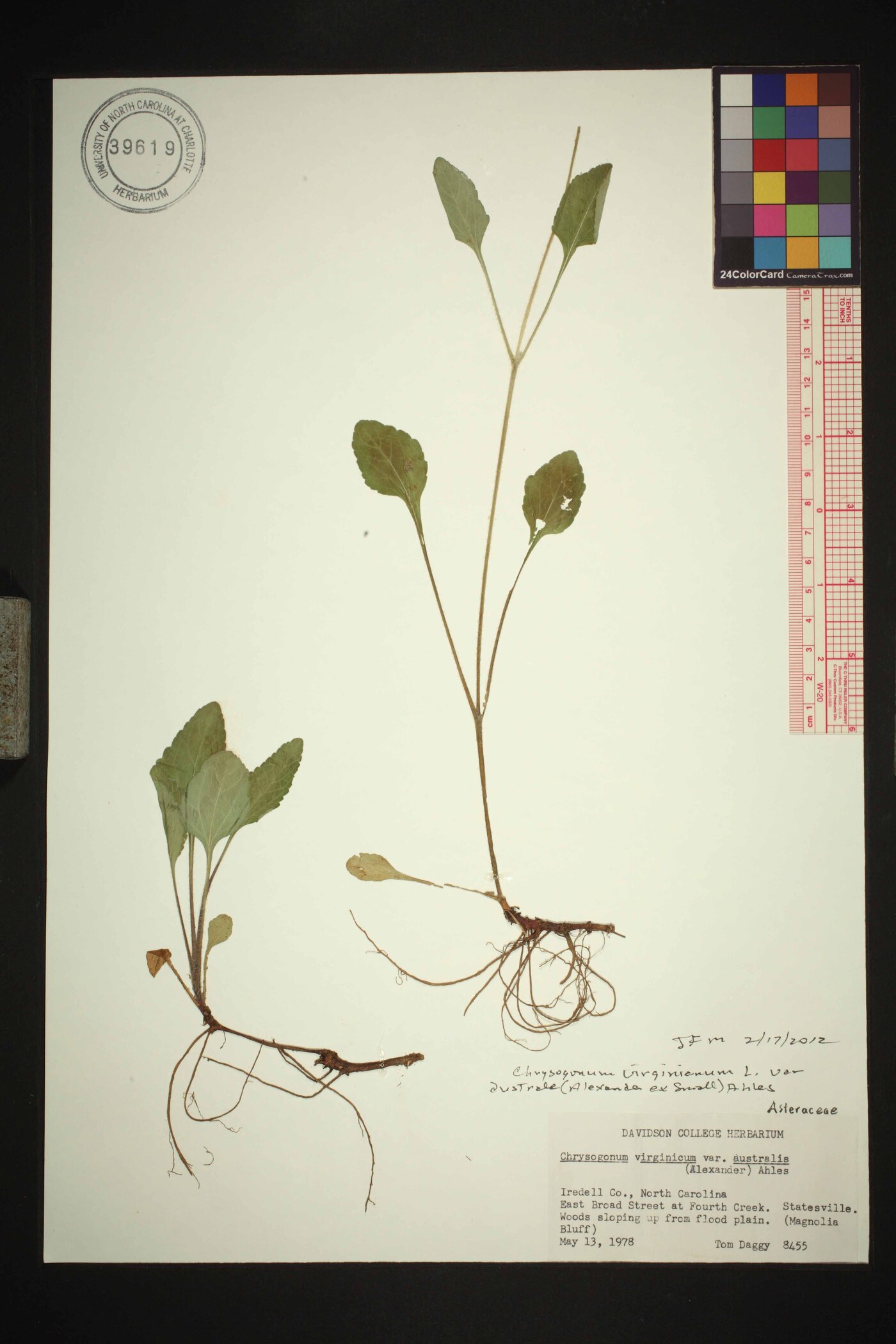 Chrysogonum repens image