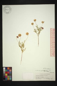 Gaillardia pulchella var. pulchella image