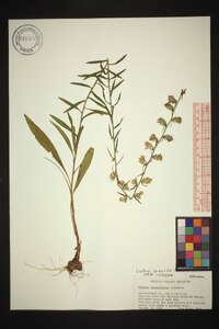 Liatris gracilis image