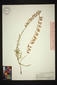 Liatris secunda image