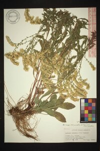 Solidago nemoralis var. nemoralis image