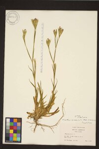 Dianthus armeria subsp. armeria image