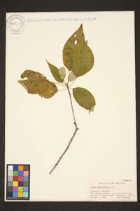 Swida alternifolia image