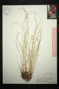 Carex retroflexa image