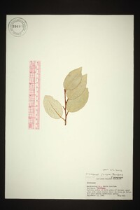 Elaeagnus pungens image