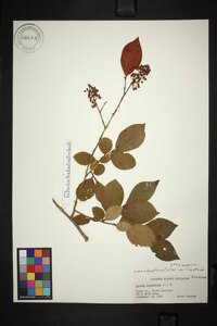 Lyonia ligustrina var. ligustrina image