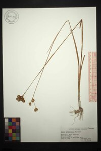 Juncus brachycarpus image