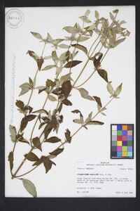 Pycnanthemum albescens image