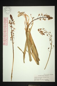 Camassia scilloides image