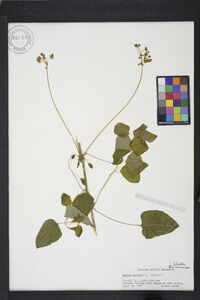 Smilax herbacea image