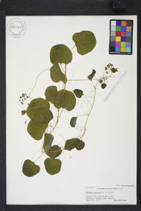 Smilax herbacea image