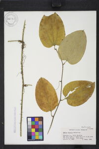 Smilax tamnoides image