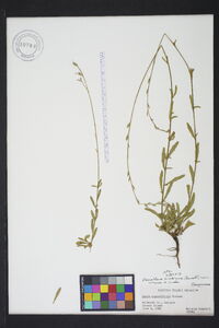 Oenothera simulans image