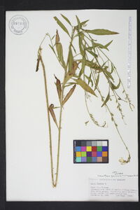 Oenothera gaura image