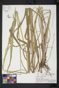 Paspalum urvillei image