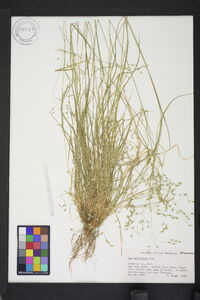 Poa sylvestris image