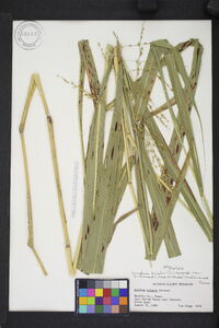 Sorghum bicolor subsp. drummondii image