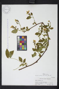 Rubus pensilvanicus image