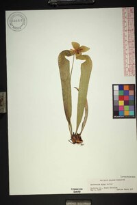 Sarracenia minor image