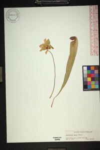 Sarracenia minor image