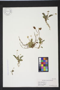 Viola primulifolia image