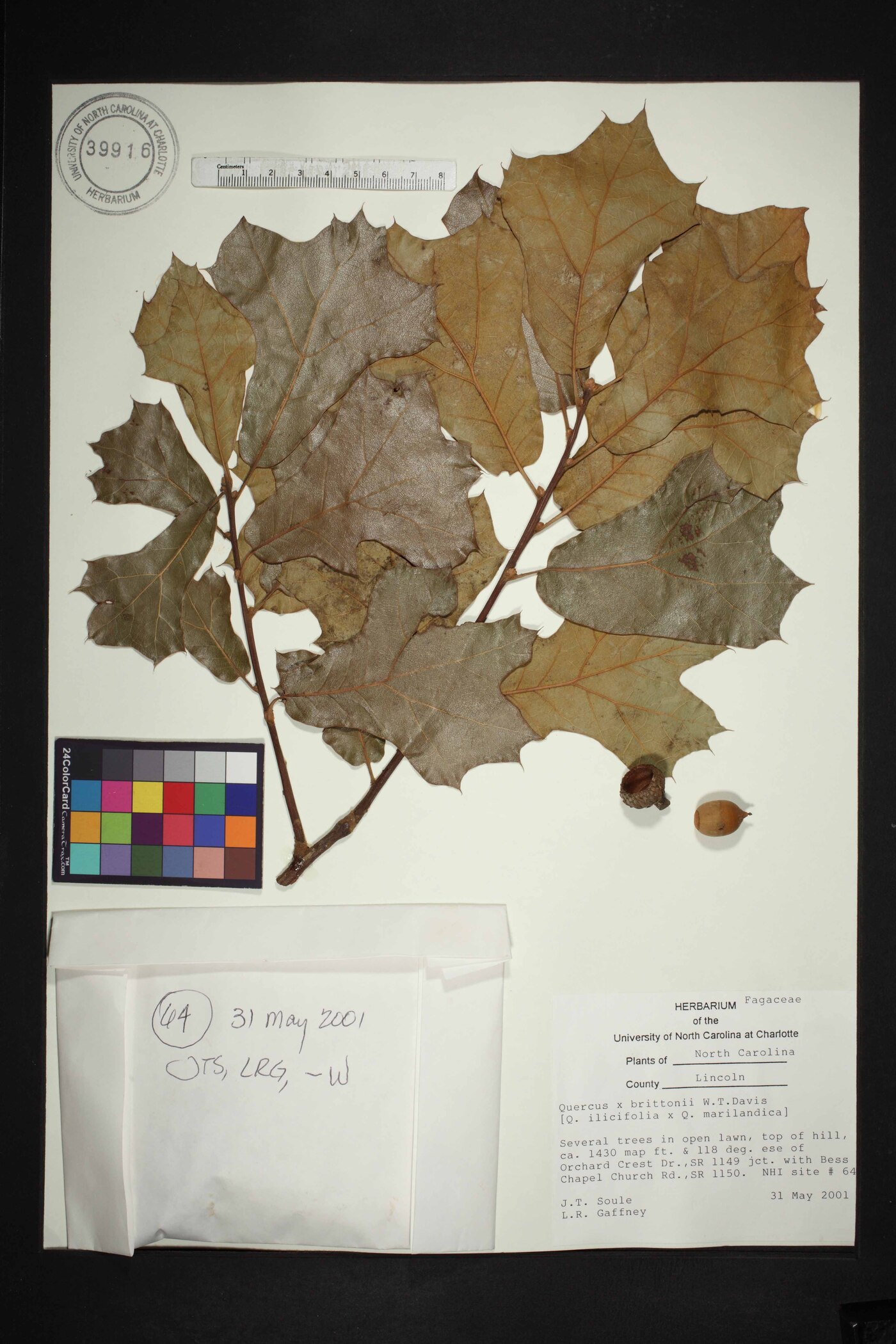 Quercus x brittonii image