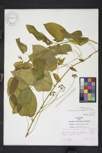 Smilax pulverulenta image