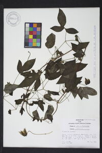 Clematis viorna image