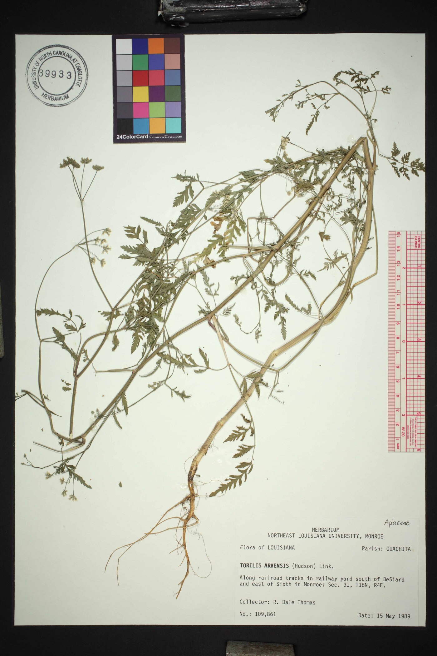 Torilis arvensis subsp. arvensis image