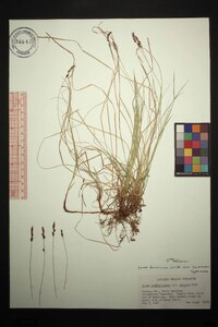 Carex lucorum image