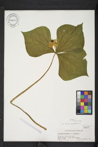 Trillium erectum image