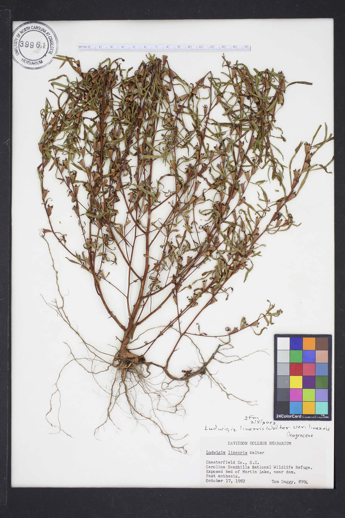 Ludwigia linearis var. linearis image