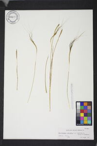 Heteropogon contortus image